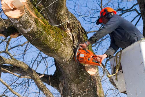 Tree Specialist