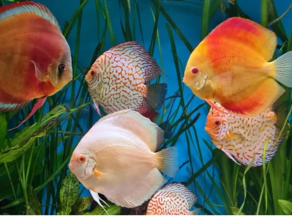 Fish Tank Aquariums for Your Home