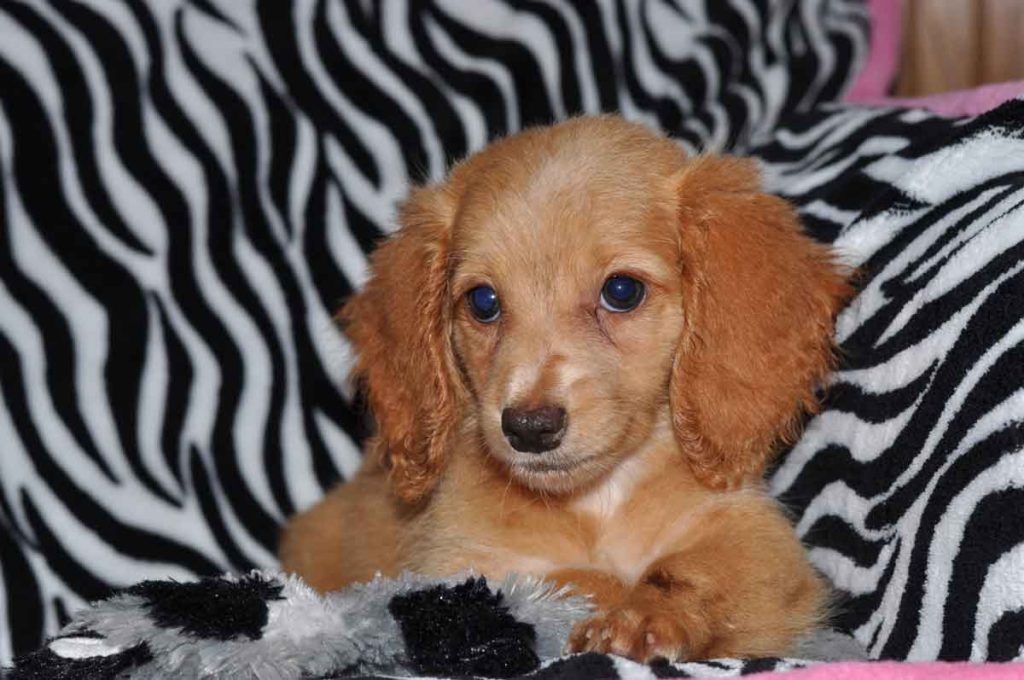 Dachshund Puppies