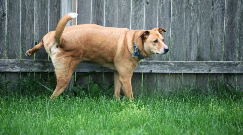 dog urine smell